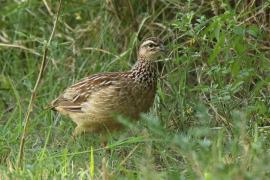 Frankolin czubaty - Dendroperdix sephaena - Crested Francolin