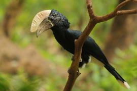 Dzioborożec srebrnolicy - Bycanistes brevis - Silvery-cheeked Hornbill