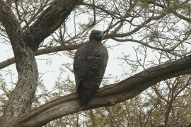 Wojownik zbrojny - Polemaetus bellicosus - Martial Eagle