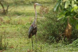 Czapla olbrzymia - Ardea goliath - Goliath Heron