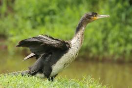 Kormoran etiopski - Microcarbo africanus - Long-tailed Cormorant