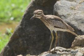 Kulon nadwodny - Burhinus vermiculatus - Water Thick-knee