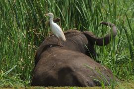 Czapla złotawa - Bubulcus ibis - Western Cattle Egret