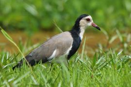 Czajka białolica - Vanellus crassirostris - Long-toed Lapwing