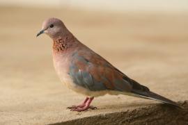 Synogarlica senegalska - Streptopelia senegalensis - Laughing Dove