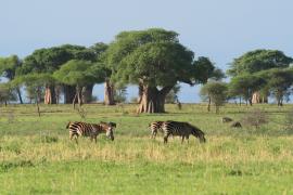 Stare baobaby - symbol Tarangire.