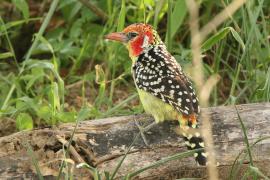 Brodal czerwonouchy - Trachyphonus erythrocephalus - Red-and-yellow Barbet