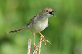 Chwastówka równikowa - Cisticola marginatus - Winding Cisticola