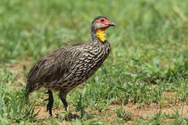 Szponiastonóg żółtogardły - Pternistis leucoscepus - Yellow-necked Spurfowl