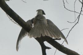 Hałaśnik maskowy - Corythaixoides personatus - Bare-faced Go-away-bird