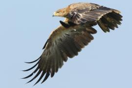 Orzeł sawannowy - Aquila rapax - Tawny Eagle