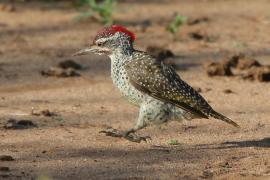 Dzięciolik złotosterny - Geocolaptes abingoni - Golden-tailed Woodpecker