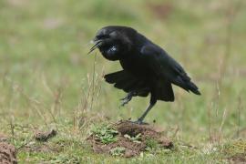 Wrona przylądkowa - Corvus capensis - Cape Crow