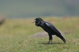 Wrona przylądkowa - Corvus capensis - Cape Crow