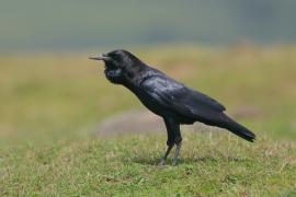 Wrona przylądkowa - Corvus capensis - Cape Crow