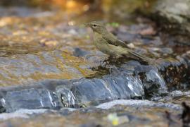 Pierwiosnek - Phylloscopus collybita - Common Chiffchaff