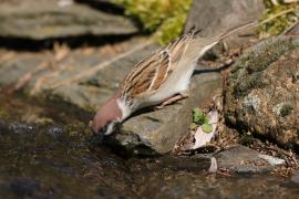 Mazurek - Passer montanus - Eurasian Tree Sparrowh