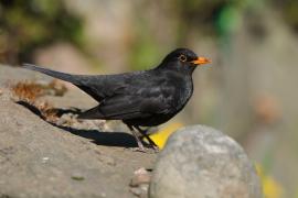 Kos - Turdus merula - Common Blackbird