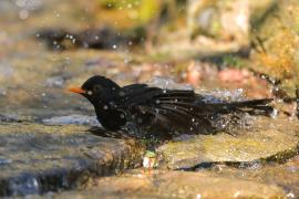 Kos - Turdus merula - Common Blackbird