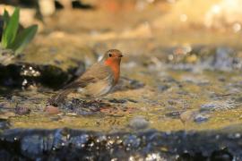 Rudzik - Erithacus rubecula - European Robin
