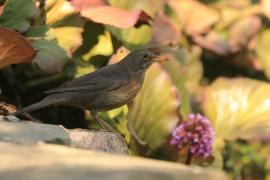 Kos - Turdus merula - Common Blackbird