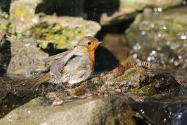 Rudzik - Erithacus rubecula - European Robin
