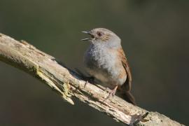 Pokrzywnica - Prunella modularis - Hedge Accentor