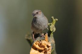 Pokrzywnica - Prunella modularis - Hedge Accentor