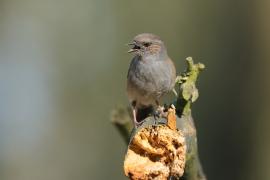 Pokrzywnica - Prunella modularis - Hedge Accentor