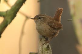 Strzyżyk - Troglodytes troglodytes - Eurasian Wren