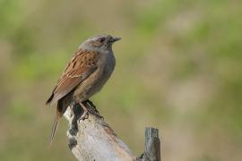 Pokrzywnica - Prunella modularis - Hedge Accentor