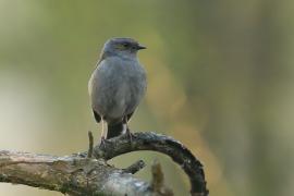 Pokrzywnica - Prunella modularis - Hedge Accentor