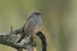 Pokrzywnica - Prunella modularis - Hedge Accentor