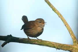 Strzyżyk - Troglodytes troglodytes - Eurasian Wren