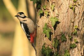 Dzięcioł duży - Dendrocopos major - Great Spotted Woodpecker