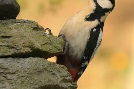Dzięcioł duży - Dendrocopos major - Great Spotted Woodpecker