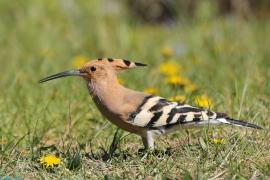 Dudek - Upupa epops - Common Hoopoe