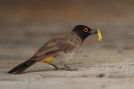 Bilbil czerwonooki - Pycnonotus nigricans - Black-fronted Bulbu