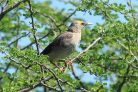 Szpak ozdobny - Creatophora cinerea - Wattled Starling