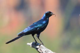 Błyszczak krępy - Lamprotornis australis - Burchell's Starling