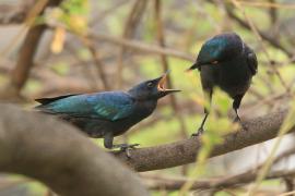 Błyszczak lśniący - Lamprotornis nitens - Cape Glossy Starling