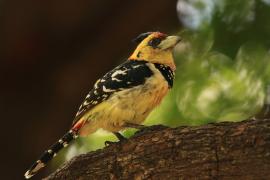 Brodal czubaty - Trachyphonus vaillantii - Crested Barbet