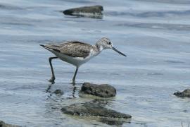 Kwokacz - Tringa nebularia - Common Greenshank