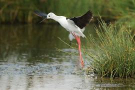 Szczudłak zwyczajny - Himantopus himantopus - Black-winged Stilt