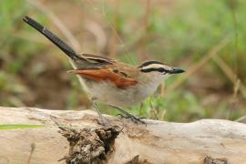 Czagra brązowołbista - Tchagra australis - Brown-crowned Tchagra