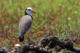 Czajka białolica - Vanellus crassirostris - Long-toed Lapwing