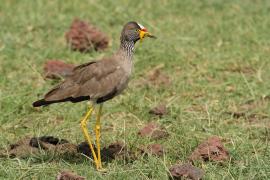 Czajka płowa - Vanellus senegallus - Wattled Lapwing