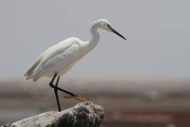 Czapla nadobna - Egretta garzetta - Little Egret