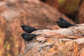 Czarnotek białoskrzydły - Onychognathus nabouroup - Pale-winged Starling