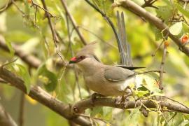 Czepiga długosterna - Urocolius macrourus - Blue-naped Mousebird